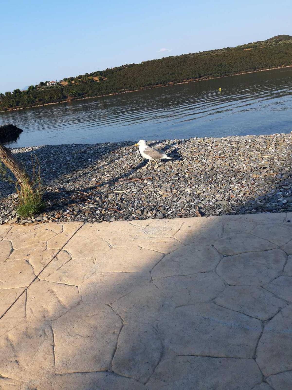 Glyfada's Family * Glyfada (Phocis)